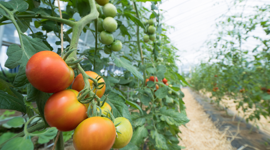 Preserving fresh produce, the simple riches, canning food, canning produce, freezing food, freezing produce, dehydrating food, dehydrating produce, dry-freeze, dry-freezing food, dry-freezing produce, stocking up, prepping